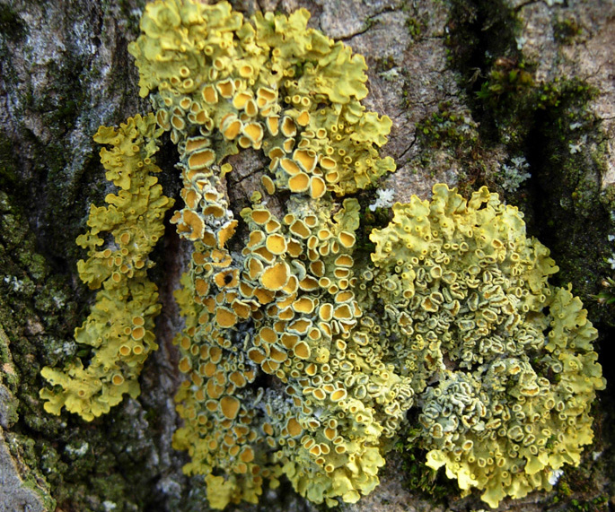 Sempre Xanthoria parietina?